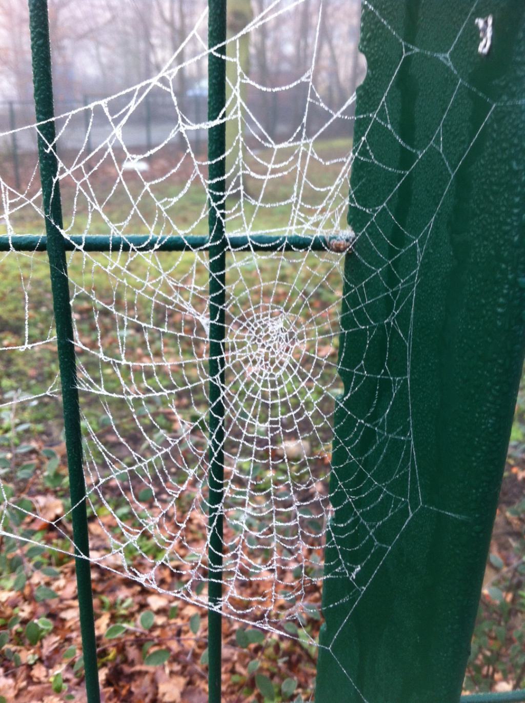 Ragnatela francese